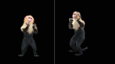 
White-headed Capuchin, black monkey, monkeys Dance CG fur 3d rendering animal realistic CGI VFX Animation Loop  composition 3d mapping cartoon, Included in the end of the clip with Alpha matte.