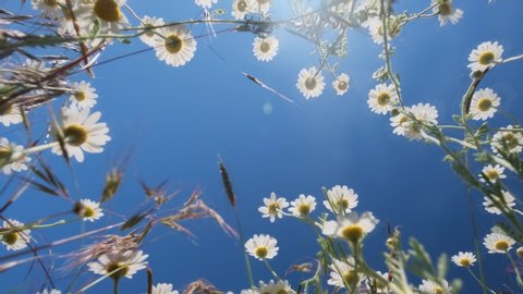 Wild chamomile flowers on a sunny day against a blue sky, bottom view 4k