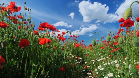 Field of poppy flowers and daisies at summer, 4k