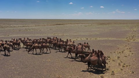Aerial view of Bactrian camels group in the steppe, Mongolia, 4k