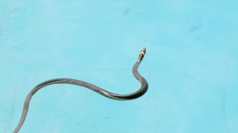 snake swims in the water in a swimming pool.