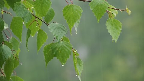 Raindrops dripping from the green leaves of a tree during the rain.