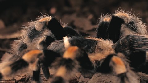 Tarantulas spider in sand - goldy