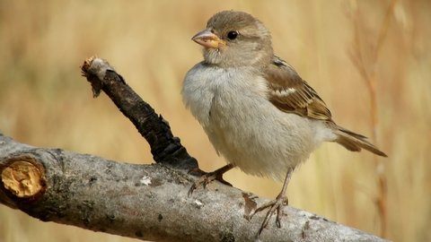 House Sparrow (Passer domesticus) Spain