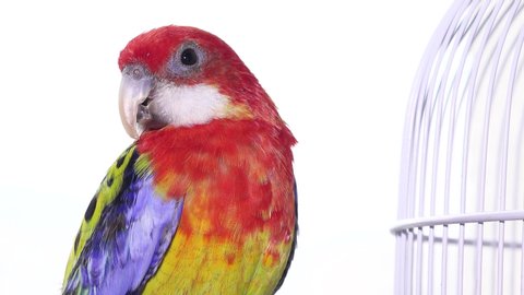 Rosella Parrot Bird, Australian Birds in Captivity, Pet in Cage
