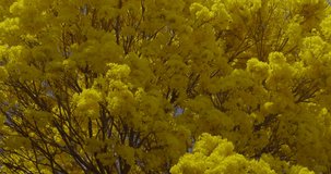 Yellow flowers in the garden. yellow ipe. Golden tree Golden trumpet flowers footage video in 4k.