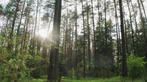 Sunny morning in pine forest after rain, slide camera movement, conifer trees in bright sun beams. Summer sunrise in woodland. Drone flies simulated dolly movement