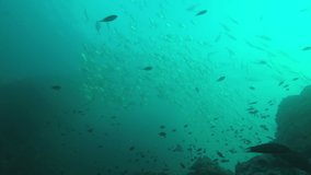 Underwater video with school of Trevally fish (Jackfish) and tuna in ocean 