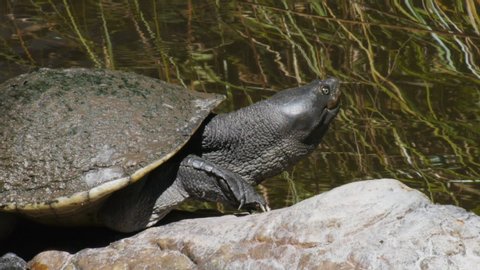 GOSFORD, AUSTRALIA - OCT, 3, 2012: close up of an Australian freshwater turtle