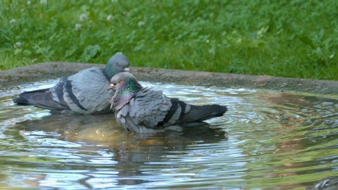 Close up of two pigeons bathing one after the other