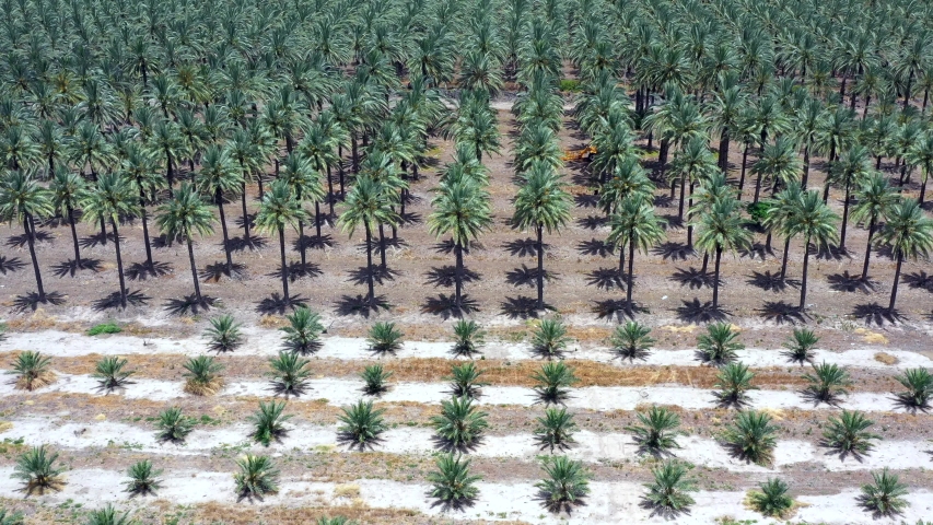 Aerial view of a large Date Palms plantation in the desert.
