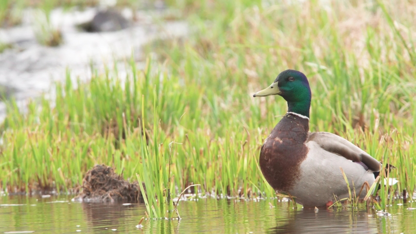 mallard duck quacking on rainy day by running water