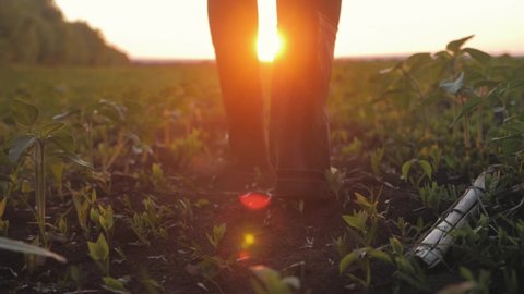 Farmer goes with rubber boots along green field. Rubber boots for work use. A worker go with his rubber boots at sunset time. Concept of agricultural business. Steadicam video.