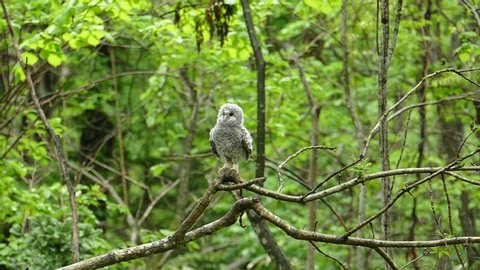 Shooting the first flight of a baby Ezo owl immediately after leaving the nest with a high speed camera
