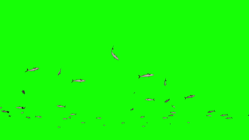 Mackerel school of fish, Green Screen Chromakey Royalty-Free Stock Footage #1054192649