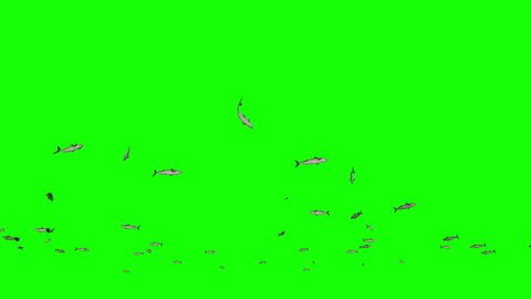 Mackerel school of fish, Green Screen Chromakey