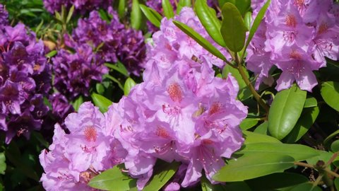 Full bloom hybrid Pontic Rhododendron (Rhododendron ponticum) in springtime which is evergreen shrub has pretty cluster of large flower use as landscaped ornamental plan.