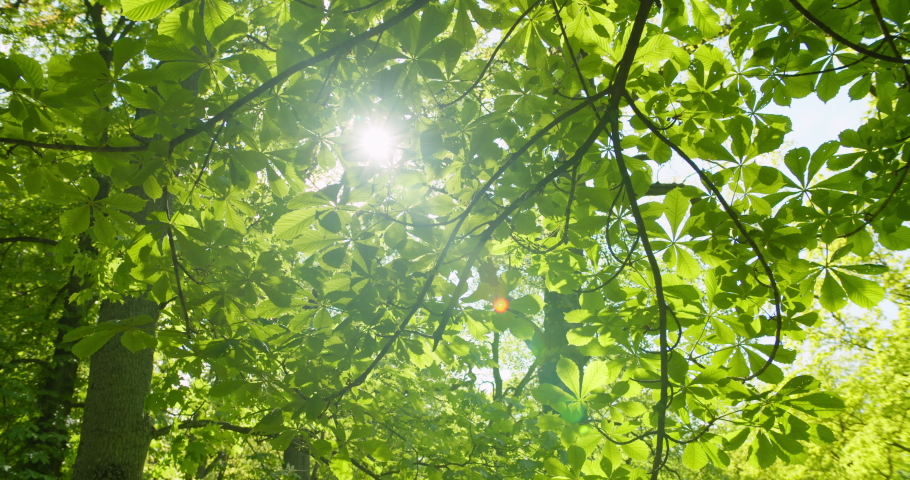 Looking up to sun shining through bright green tree leaves in forest Royalty-Free Stock Footage #1054200380