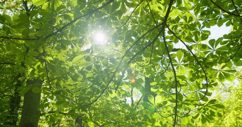 Looking up to sun shining through bright green tree leaves in forest