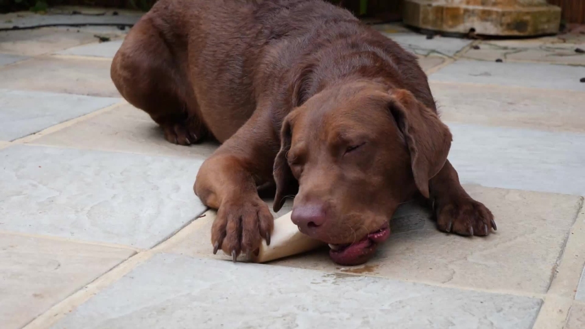 Super slow motion Brown Labrador chewing bone 
