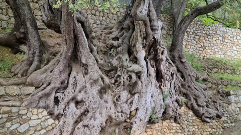 8K Beautiful Thousand Year Old Olive Tree In Roquebrune-Cap-Martin Village In France, Biologists Have Dated This Tree To Somewhere Between 1800 And 2200 Years Old - 8K UHD (7680 x 4320)