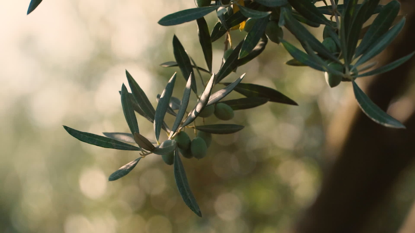 Olive tree in sunset. Beautiful fresh olive on the tree with sun flare Green vegetable | Shutterstock HD Video #1054207664