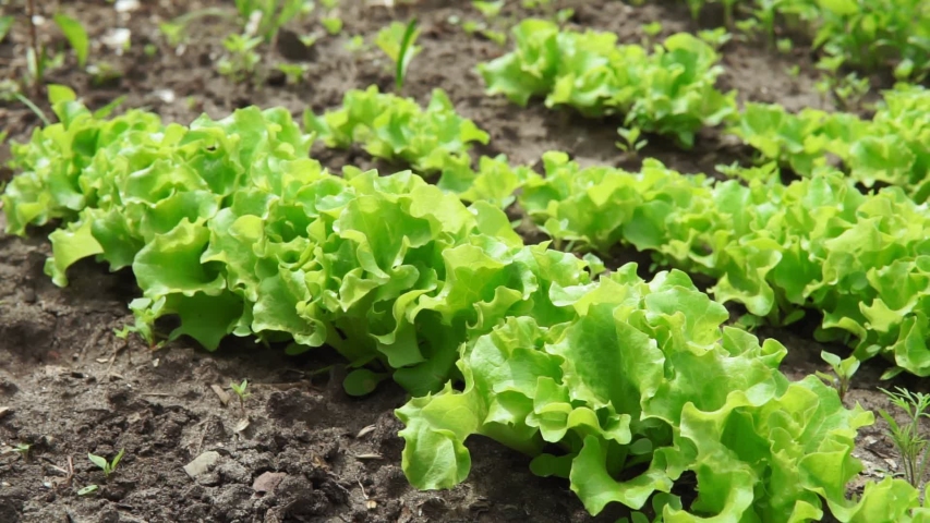 Fresh salad leave in the Organic farm, selective focus, Young bright green lettuce salad growing. Royalty-Free Stock Footage #1054207841