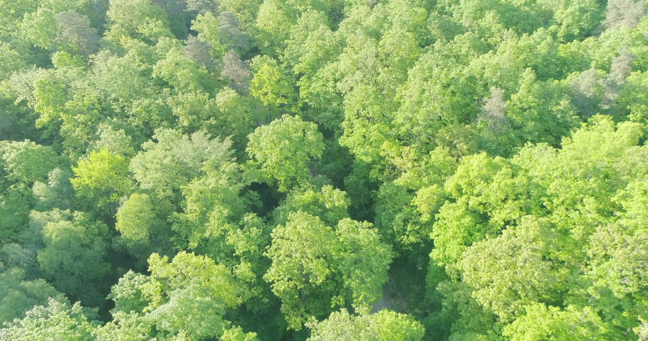 Oak forest in the morning. Green forest, old trees, beautiful views and landscapes_12