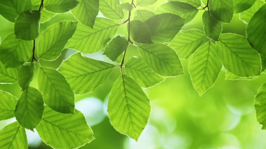 Zoom out shot of fresh green leaves on a tree sway in the wind. Elegant green background of green leaves and bokeh Royalty-Free Stock Footage #1054211477
