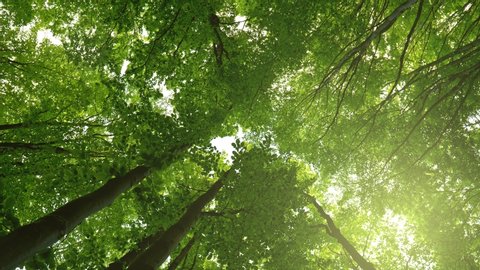 Walking in shade of green forest trees. Midday sun breaks through the leaves. Green wood or park. Bottom up view, steadicam shot, 4K