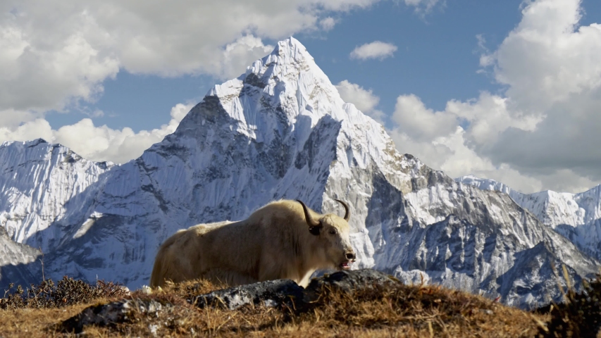 White yak in the Nepalese Himalayas. Snow-covered Ama Dablam mountain on the background, Nepal. Everest Base Camp trek (EBC). Steadicam shot, 4K