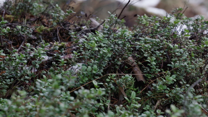 Macro shot of mini bush