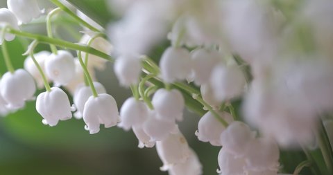 Flowers of Lily of the valley macro 4K video