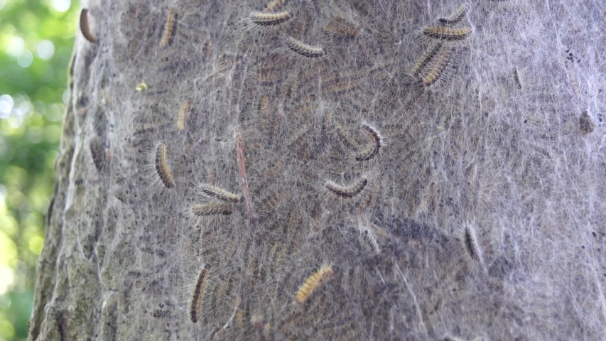 macro closeup of white nest of oak processionary caterpillars Thaumetopoea processionea on a infested  tree, poisonous hairs are dangerous for human skin and lungs causing rash, irritation and asthma