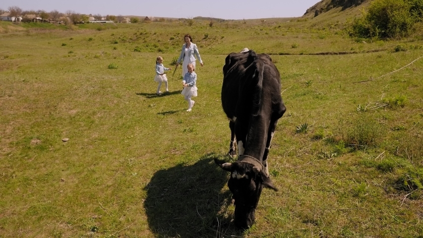 A mother and twin sisters feed a cow with grass on a green meadow against the background of a mountain.