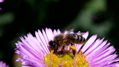 European Honey Bee or European Honey Bee on flower. Her Latin name is Apis mellifera.