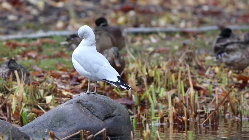 a Ring-billed gull on a rock near a pond
