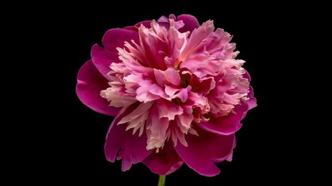 Timelapse Of Pink Peony Flower の動画素材 ロイヤリティフリー Shutterstock