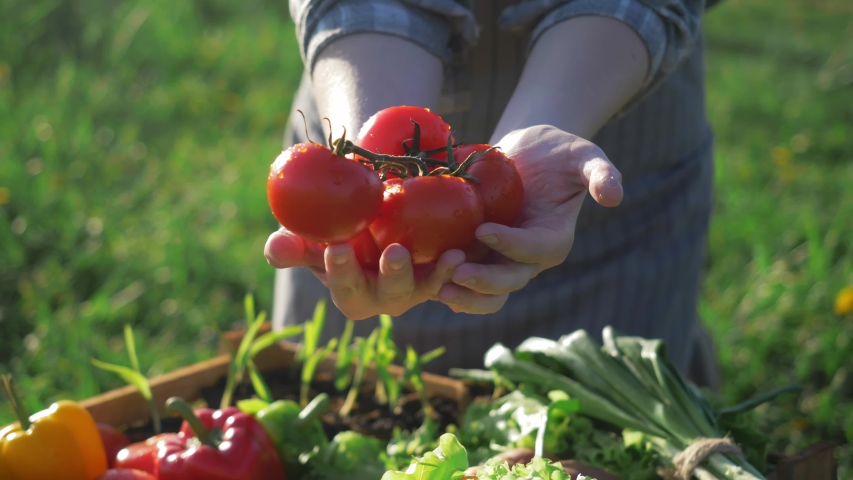 Farmer holding fresh ripe red tomatoes. farmer market outdoor. Organic vegetables, small local farm, farming concept. Farmer selling fresh crops, tomato harvest. | Shutterstock HD Video #1054231361