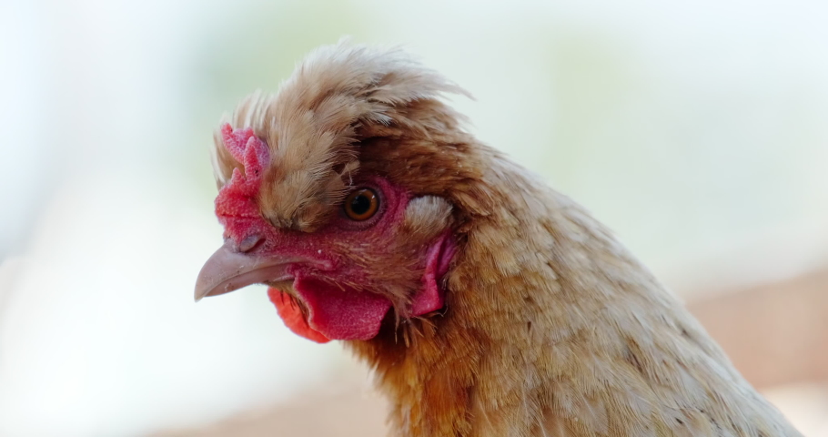 head of a domestic chicken close up