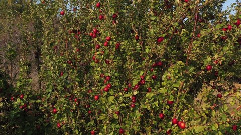 Red apple fruit orchard by early autumn 4K video