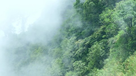 Aerial view of foggy rainforest. Flight over of jungle