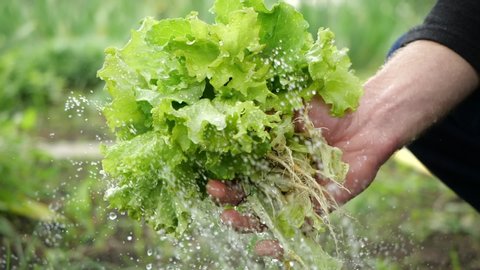 Man's hand holds a fresh salad and pours from below a pressure stream of water from a shower faucet on blurred background of grass and garden, close-up view in slow motion. Tasty lettuce under water.