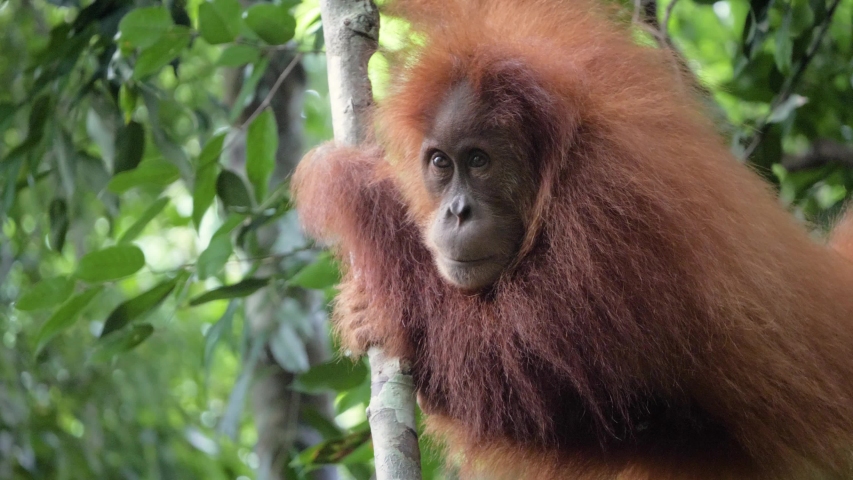 Closeup shot of young wild orangutan looking around and hiding behind arm in Bukit Lawang, Sumatra, Indonesia Royalty-Free Stock Footage #1054251074