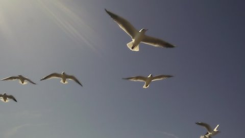 Seagulls flying against the blue sky. Flock of birds flies in strong winds. Slow motion.