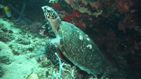 Sea turtle resting on the sea floor. Video about a turtle