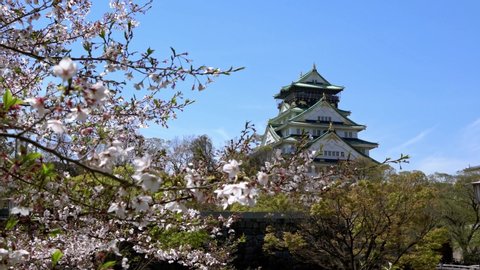4K, Tower of Osaka Japanese Castle behind rock wall with sakura blossom Nishinomaru Garden, famous landmarks in Japan. Beautiful scene of old heritage building at spring season with cherry blossom