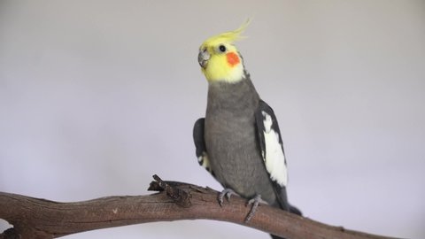 one cockatiel perch bird parrot pretty cute rosy cheeks and yellow crested bird grey video a pretty male cockatiel portrait head shot with isolated on plain background with copy space	