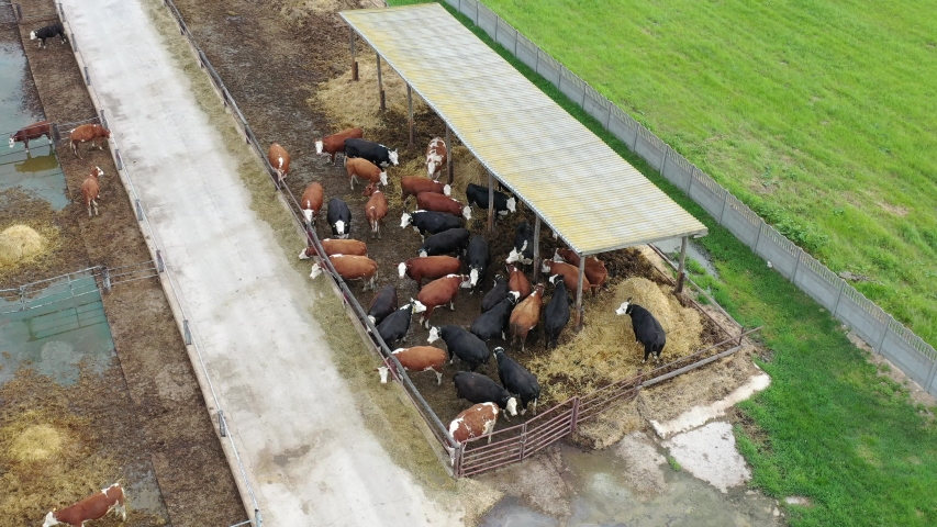 central sheep breeding farm