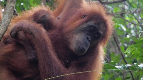 Closeup slow motion shot of wild mother orangutaning her sleeping baby in Bukit Lawang, Sumatra, Indonesia